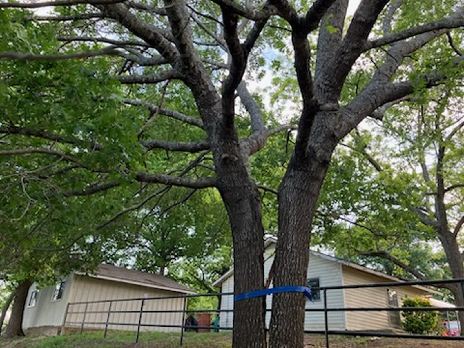 A split trunk held together with a ratchet strap, before Arborwise bolted and cabled it