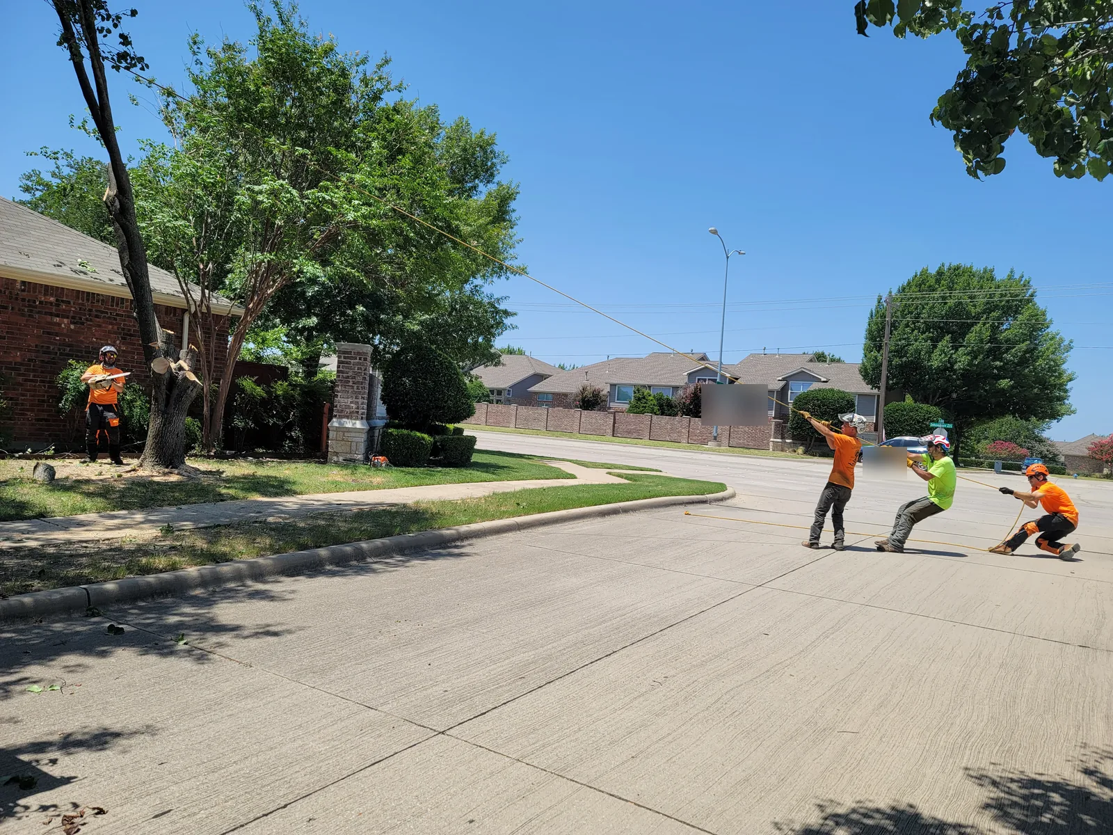 Three Arborwise crew members pulling a tree down with a rope across a street in Plano