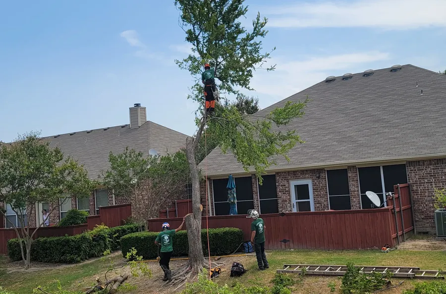 Arborwise crew in branded shirts rigging down a tree beside a house