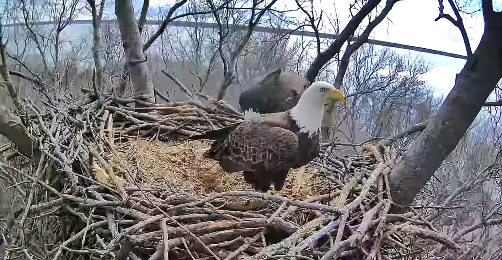 Two bald eagles on their nest, seen from the monitoring camera Arborwise mounted in the nest tree