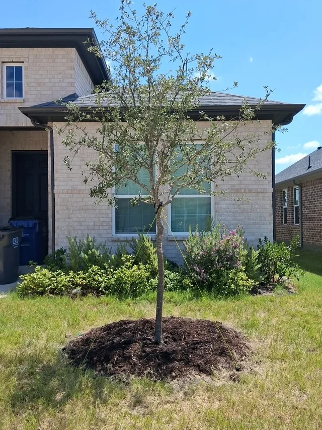A young live oak Arborwise planted in a North Texas front yard, mulched and staked