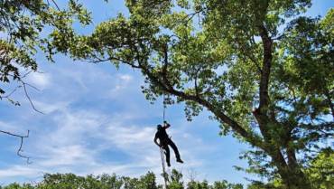 Tree Trimming