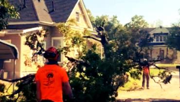 Arborist Services