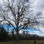 This pecan tree is majestic, it's seen it all. Estimated to be up to 300 years old!