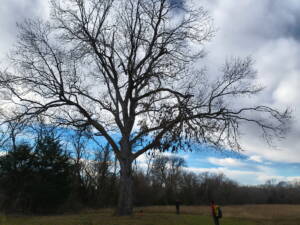 This pecan tree is majestic, it's seen it all. Estimated to be up to 300 years old!
